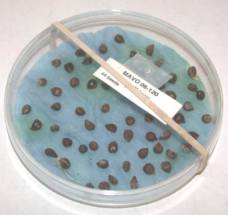 germination of seeds. Germinating Grape Seeds at